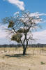 Windhoek - Okonjima