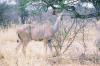 Windhoek - Okonjima