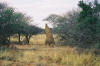 Windhoek - Okonjima