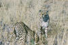 Okonjima