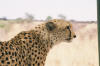 Okonjima