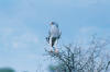 Okonjima