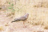 Okonjima