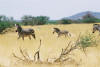 Western Etosha