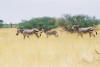 Western Etosha
