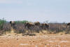 Western Etosha