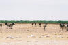 Western Etosha