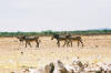 Western Etosha