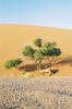 Sossusvlei
