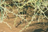 Sossusvlei