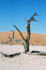 Sossusvlei