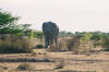 Etosha