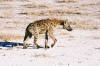 Etosha