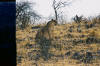 Etosha