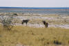 Etosha