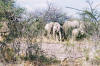 Etosha