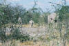 Etosha