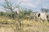 Etosha
