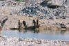 Etosha