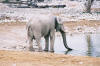 Etosha