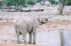 Etosha