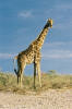 Etosha