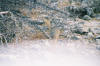 Etosha