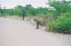 Etosha