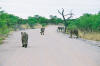 Etosha