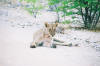 Etosha