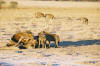 Etosha