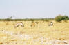 Etosha