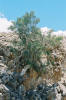 Gamsberg