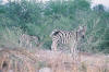Etosha