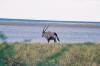 Etosha