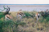 Etosha