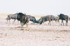 Etosha