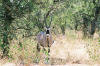 Etosha