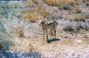 Etosha