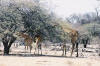 Etosha