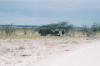 Etosha