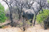 Etosha