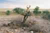 Etosha
