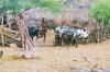 Himba settelement