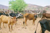Himba settelement