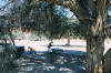 Sossusvlei